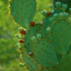 Red Fruit Edged Prickly Pear